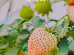 -大自然农场蔬菜草莓采摘园