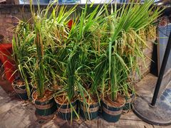 -客家大院·非遗赣南客家菜(郁孤台店)