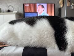 -四月宠物医院·猫专科·心脏专科·内科(转塘店)