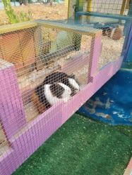 -萌宠亲子动物乐园(槐房万达店)