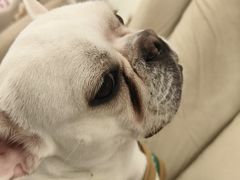 -怪兽屋·羊驼·猫咖·狗咖(俊华广场店)