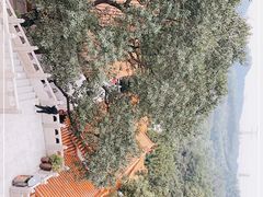 -深圳仙湖植物园