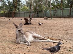 -费瑟代尔野生动物园