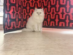-御宝贝·A梦猫科宠物医院(国际猫友好医院)