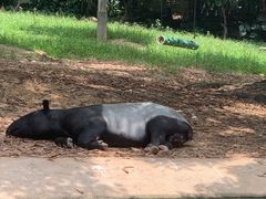 -广州长隆野生动物世界