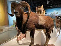 -陕西自然博物馆