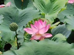 -荔湾湖公园