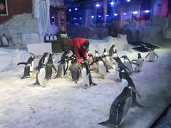 -芜湖新华联大白鲸海洋公园