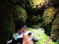 -野菌皇海景野生菌火锅(滨海大道店)