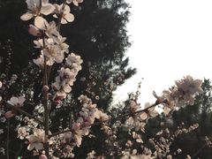 -北京鹫峰国家森林公园