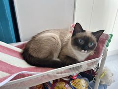 -伟伟宠物医院·瑞派猫友好医院·猫科(光谷店)