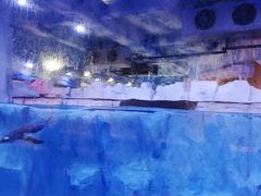 -芜湖新华联大白鲸海洋公园