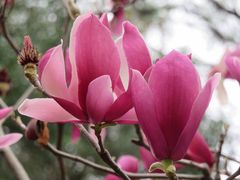 -桃花涧
