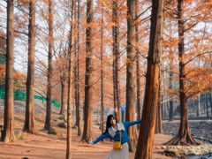 -白水寺森林公园
