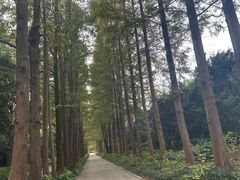 -上海滨江森林公园
