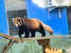 -栾川竹海野生动物园