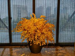 -花城粤菜餐厅(高新区店)