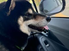 -关爱宠物医院·猫科中心·消化科(滨湖万达分院)