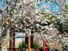 -桃花堤公园