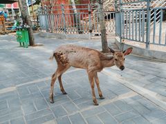 -北京鹿世界主题园