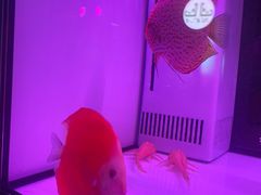 -中环花鸟鱼虫市场