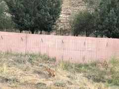 -新疆天山野生动物园