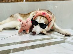 -星多哈·狗咖·拼豆·咖啡