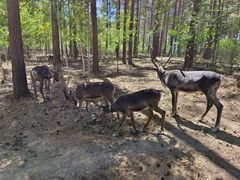 -北极村旅游风景区