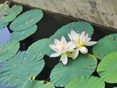 -郑东新区湿地公园