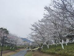 -径山花海