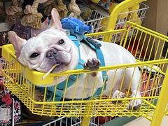 -帕帕拉兹宠物(亚洲旗舰店)