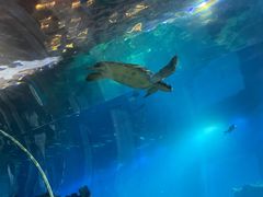 -海棠湾洲际-涛·海底餐厅·美人鱼·自助餐·海底隧道