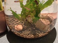 -三利音·玖弄小鲜(浦东嘉里城店)