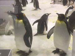 -大连圣亚海洋世界