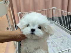 -翊宠yipet猫狗购宠庄园犬舍•猫舍