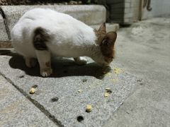 -奥林匹克体育中心游泳馆