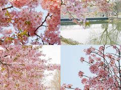 -上海辰山植物园