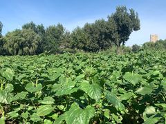 -长白岛森林公园