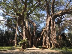 -瑞丽独树成林风景区