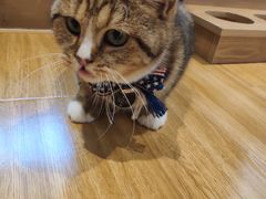 -啵啵喵·猫咖(攀华国际店)