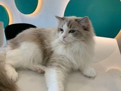 -飞行喵MR PILOT|猫舍·猫咖(静安大融城店)