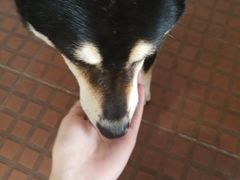 -柴犬高等学院·狗咖·柴犬售卖·宠物训练