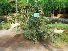 北京观光南瓜园&nbsp;(39)-观光南瓜园