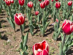 -长春公园(普阳街道)