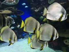 -瑞普利水族馆