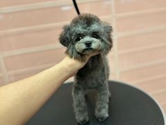 -FAELING PETS美天灵宠物(合生汇店)