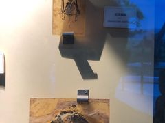 -辽宁古生物博物馆