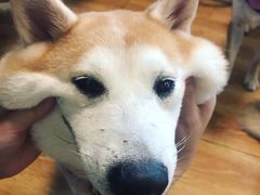 -柴犬高等学院·狗咖·柴犬售卖·宠物训练