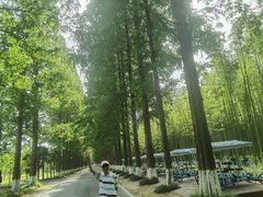 -黄海国家森林公园