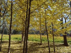 -百年义利(甜水园东里店)